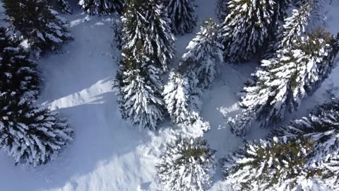 Snow Covered Pine Forest | Beautiful Winter Drone Aerial 4K Stock Footage 330950084