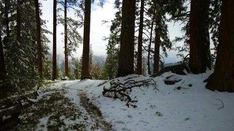 Snow covered pine forest. Stock Footage 88404719