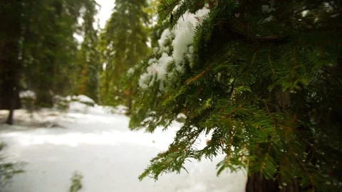 Snow covered pine forest. Video stock 88404753