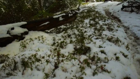 Snow covered pine forest. Stock Footage 88404761