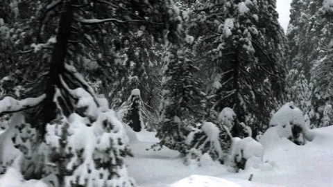 Snow covered pine forest. Stock Footage 88404806