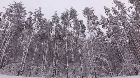 Snow Covered Pine Forest Stock Footage 100969879