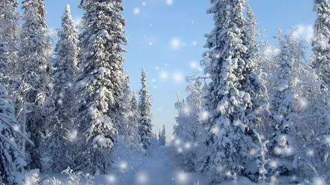 Snow-covered pine forest Video stock 246725798