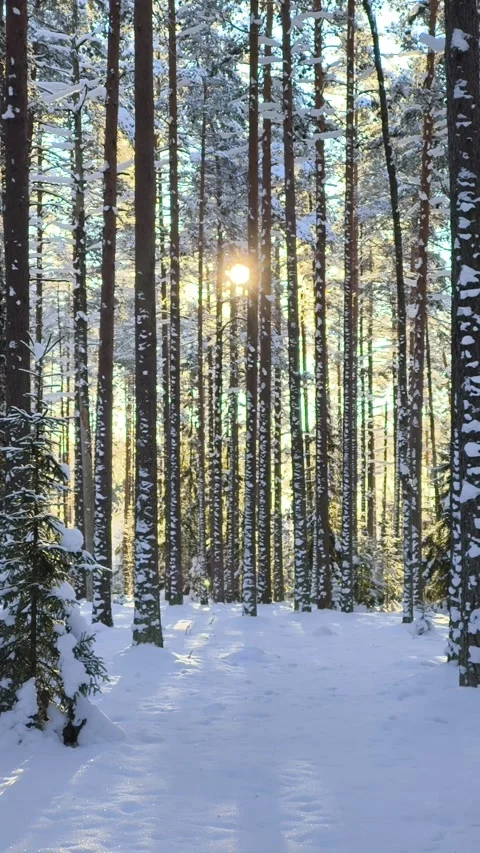 Snow-covered pine forest glowing in golden winter sunlight. Golden winter sun Stock Footage 328918526