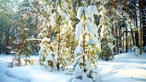 Snow covered pine forest glowing in winter sunlight Stock-Footage 341328810