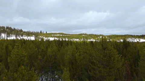 Snow Covered Pine Forest in Grand Teton National Park Drone view Stock Footage 312867145