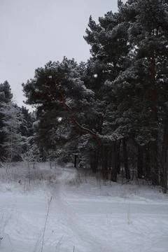 Snow covered pine forest landscape during a peaceful winter snowfall Stock Photos