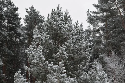 Snow covered pine forest landscape during a peaceful winter snowfall Stock Photos