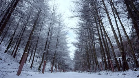 Snow-Covered Pine Forest With Misty Fog in Winter Wilderness Stock Footage 341924240