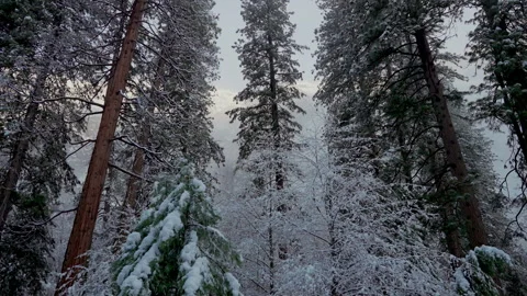 Snow covered pine forest in misty winter valley Stock-Footage 347988012