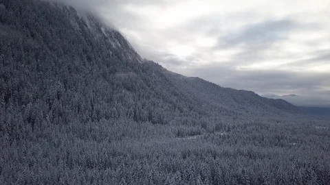 Snow covered pine forest on the mountain slope at dusk Video stock 104568825