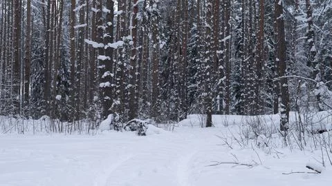 Snow covered pine forest with narrow track leading into dense trees under Stock Photos