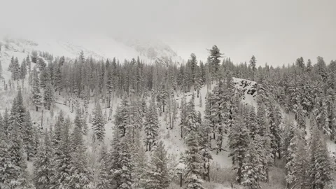 Snow-covered pine forest near Mammoth Lakes, California, blanketed in fresh Stock Footage 324713437