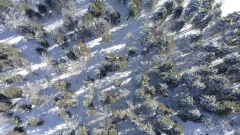 Snow-Covered Pine Forest in Northern Xinjiang, China Stock Footage 304016939