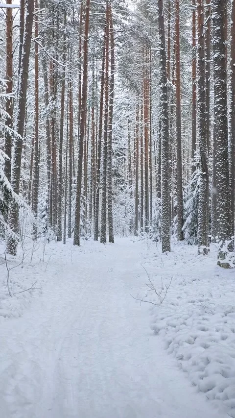 Snow-covered pine forest pathway in serene winter wonderland serenity with de Stock Footage 327974804