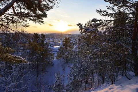 Snow-covered pine forest in the rays of the setting sun on the top of Mount L Stock Photos
