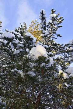 Snow-covered pine forest in the rays of the setting sun on the top of Mount L Stock Photos