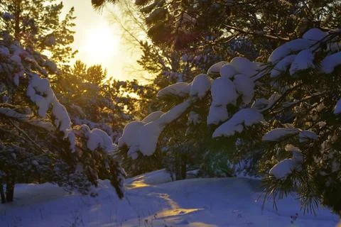 Snow-covered pine forest in the rays of the setting sun on the top of Mount L Stock Photos