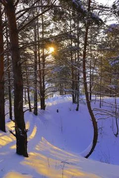 Snow-covered pine forest in the rays of the setting sun on the top of Mount L Stock Photos