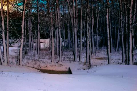 Snow-covered pine forest, stream and alder grove in the foreground Stock Photos