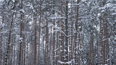 Snow covered pine forest with tall straight trunks under overcast winter sky Stock Photos