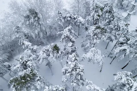 Snow-covered pine forest top view from the throne. Stock Photos