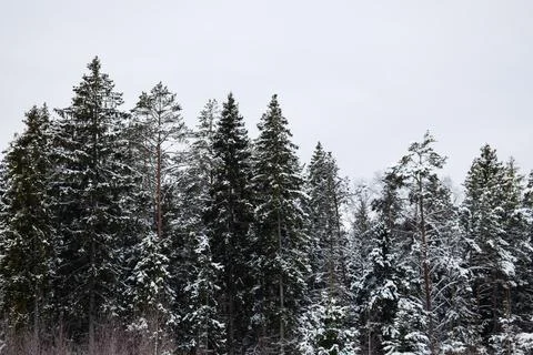 Snow-Covered Pine Forest Under White Sky Stock Photos