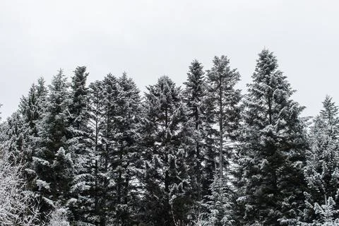 Snow-covered pine forest under winter sky, tall conifer trees dusted with snow Stock Photos