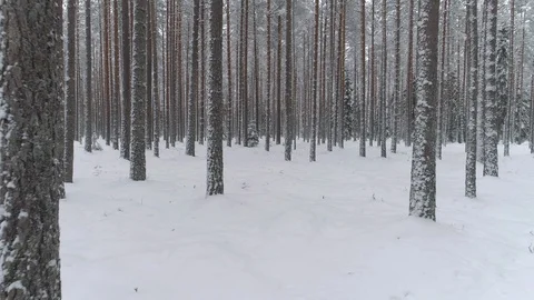 Snow covered pine forest in winter Stock Footage 101907104