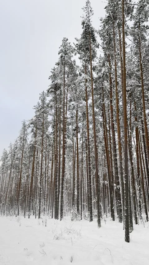 Snow Covered Pine Forest in Winter Under Overcast Sky Stockbeeldmateriaal 300199444