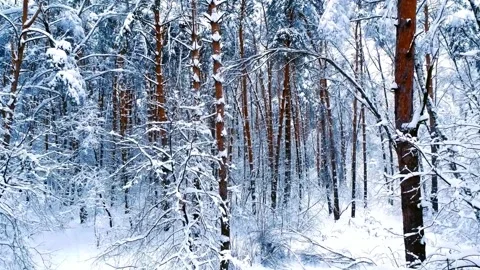 Snow-Covered Pine Forest Winter Wonderland Scene 스톡 동영상 308635816
