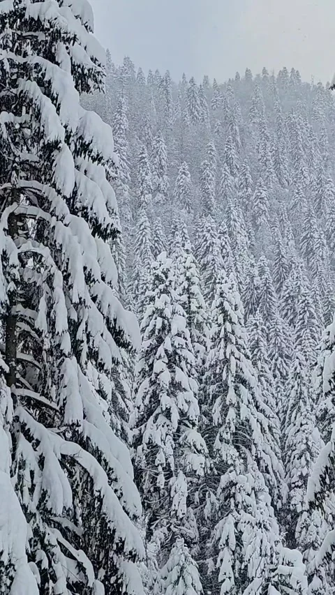 Snow-Covered Pine Forest in Winter Video stock 326672568