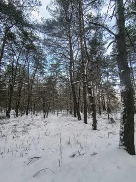Snow-covered pine forest in winter with tall trees, frosted branches, and q.. Stock Photos