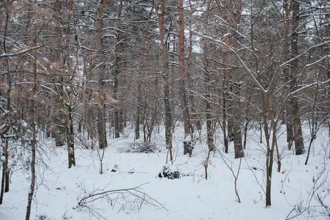 Snow-covered pine forest in winter with tall trees, frosted branches, and q.. Stock Photos