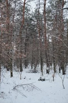 Snow-covered pine forest in winter with tall trees, frosted branches, and q.. Stock Photos