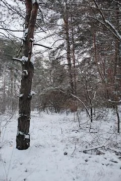 Snow-covered pine forest in winter with tall trees, frosted branches, and q.. Stock Photos
