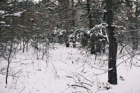Snow-covered pine forest in winter with tall trees, frosted branches, and q.. Stock Photos