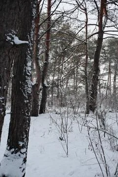 Snow-covered pine forest in winter with tall trees, frosted branches, and q.. Stock Photos