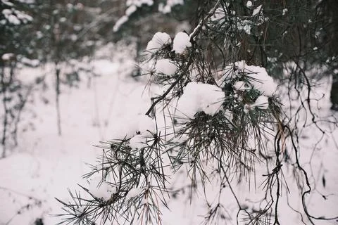 Snow-covered pine forest in winter with tall trees, frosted branches, and q.. Foto stock