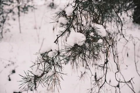 Snow-covered pine forest in winter with tall trees, frosted branches, and q.. Stock Photos