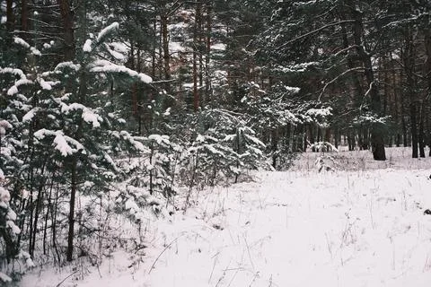 Snow-covered pine forest in winter with tall trees, frosted branches, and q.. Stock Photos