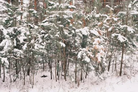 Snow-covered pine forest in winter with tall trees, frosted branches, and q.. Stock Photos