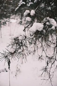Snow-covered pine forest in winter with tall trees, frosted branches, and q.. Stock Photos