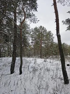 Snow-covered pine forest in winter with tall trees, frosted branches, and q.. Stock Photos