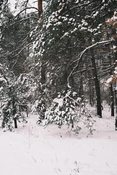 Snow-covered pine forest in winter with tall trees, frosted branches, and q.. Stock Photos