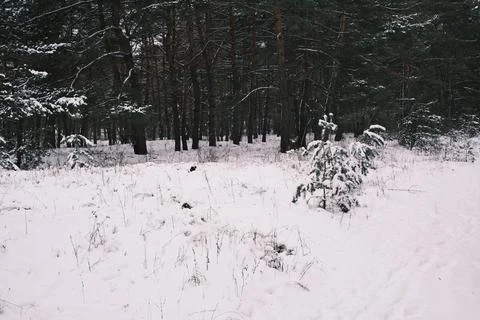 Snow-covered pine forest in winter with tall trees, frosted branches, and q.. Stock Photos