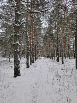 Snow-covered pine forest in winter with tall trees, frosted branches, and q.. Stock Photos