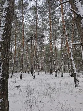 Snow-covered pine forest in winter with tall trees, frosted branches, and q.. Stock Photos
