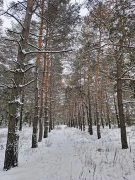 Snow-covered pine forest in winter with tall trees, frosted branches, and q.. Stock Photos