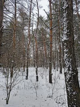 Snow-covered pine forest in winter with tall trees, frosted branches, and q.. Stock Photos